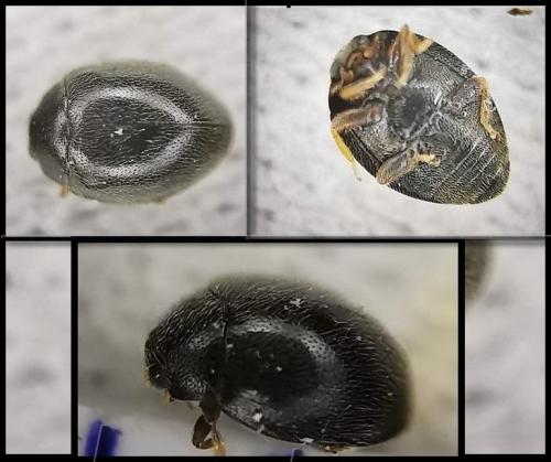 Stethorus pusillus